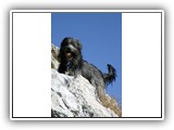 16 Dailou in seinem Element den Bergen