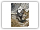 17 Dailou in seinem Element den Bergen