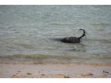 Urlaub 2012 (17)
Weiter ging es nach Luc-sur-Mer ...
