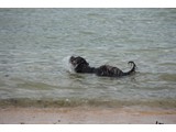 Urlaub 2012 (18)
... und Dailou durfte tauchen ...