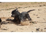 Urlaub 2012 (19)
... und im Sand toben.
