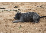 Urlaub 2012 (22)
So ein Bad im Sand ...