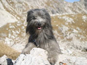 Dailou 2005